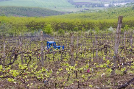 Почему молдавские сельхозпроизводители не страхуют свою продукцию?