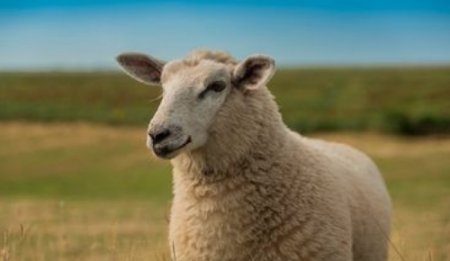 Фермер: Максимум через два года в Молдове не останется овец
