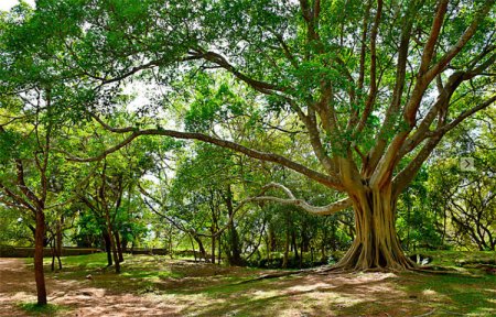 Как вырубка древних деревьев влияет на климат