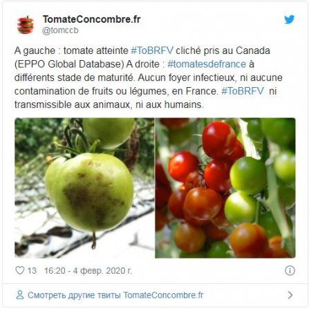 Франция предупредила о распространении вируса, угрожающего томатам