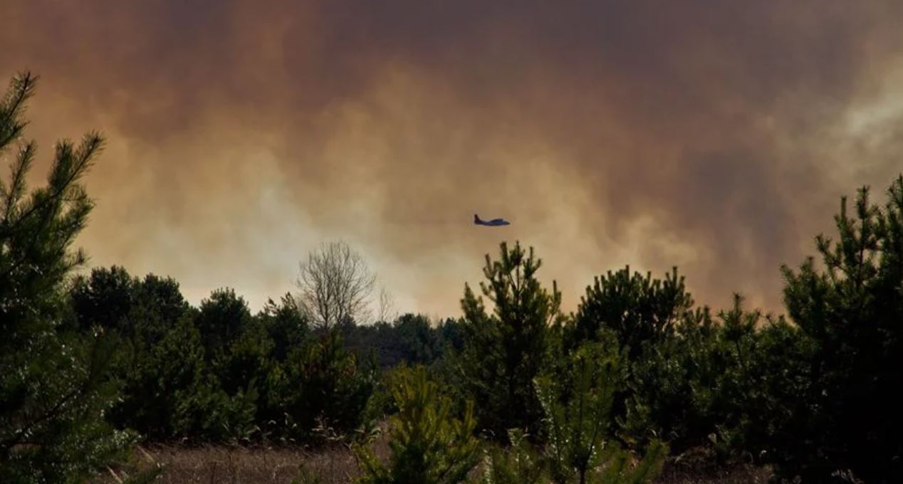 В Николаевской области горит лес (видео)