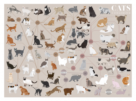 Все породы кошек в одной инфографике