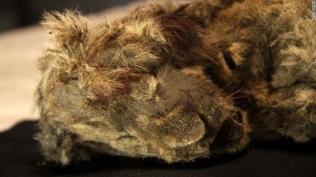 В Якутии обнаружили двух львят времен ледникового периода