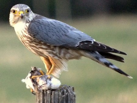 В новый Европейский красный список птиц вошли 25 видов, обитающих в Молдове    