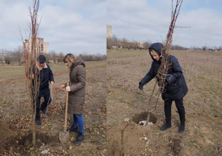 В Слободзейском районе в ходе месячника по благоустройству высаживают деревья