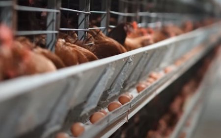 В Украине запретили ввоз яиц и мяса птицы из Молдовы и Чили