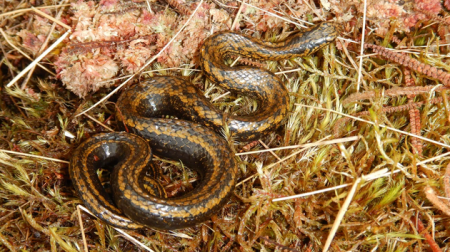 В Перу новый вид змей назвали в честь Харрисона Форда