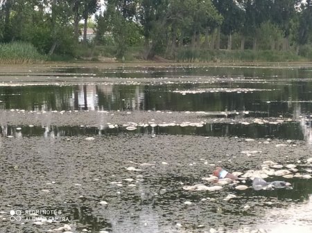 Сотни мертвых рыб плавают на поверхности воды в реке Куболта в Молдове