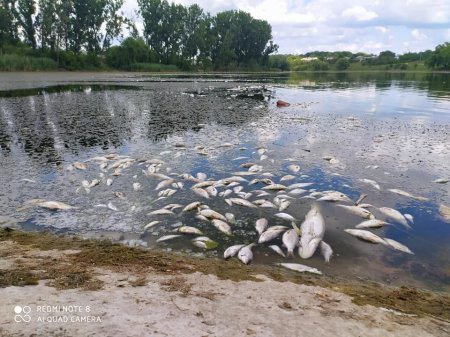 Сотни мертвых рыб плавают на поверхности воды в реке Куболта в Молдове