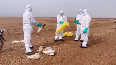           H3N8