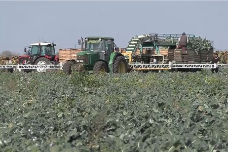 В Слободзее собирают богатый урожай брокколи